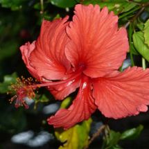 hibiskus